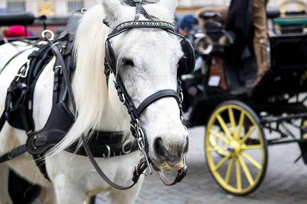 Beautiful horse harnessed to a carriage Brussels, Belgium. Selective focus