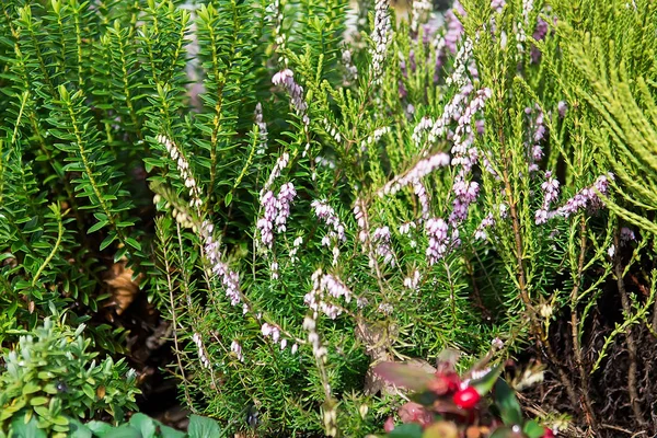 Bruyère Violette Succulente Plante Dans Jardin Avec Accent Sélectif — Photo
