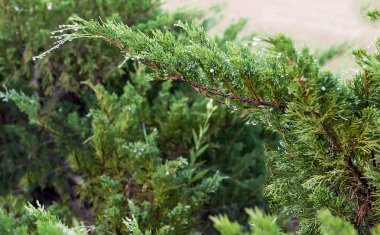 Ardıç şube yağmur sonra su damlaları. Seçici odak