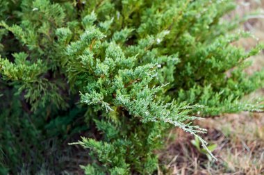 Ardıç şube yağmur sonra su damlaları. Seçici odak