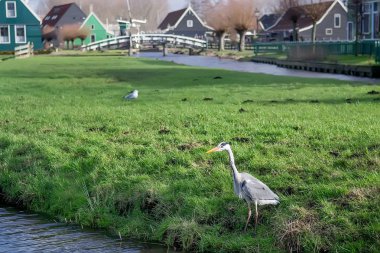 Great Blue Heron during fish hunt, Netherlands. Selective focus clipart