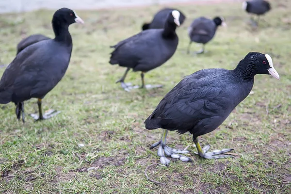 Eurasian Coot Fulica Atra Walking Green Grass Netherlands Selective Focus — Stock Photo, Image