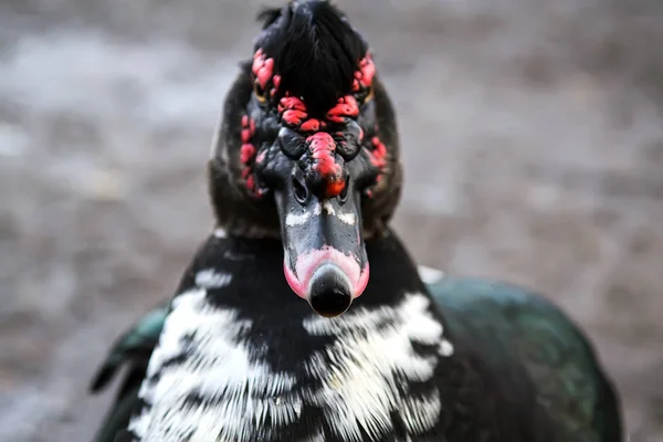 Portrait Muscovy Duck Cairina Moschata Selective Focus — Stock Photo, Image