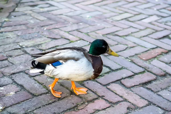 Mallard Crossing Cobbled Road Spring Time Selective Focus — Stock Photo, Image