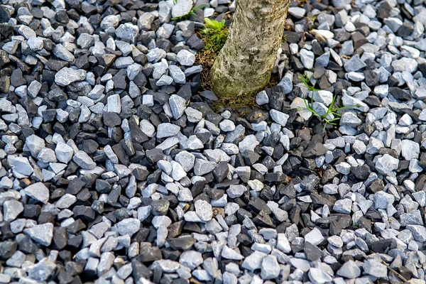 Fine natural stone mulch of tree. Selective focus
