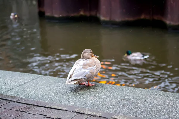 春天在河堤上筑鸭 选择性聚焦 — 图库照片