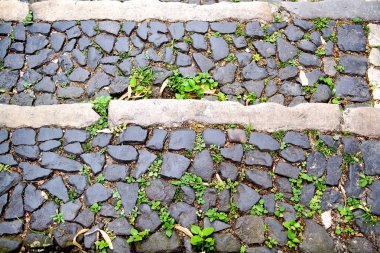 Kömür topakları bitkiler kırılma ile kaldırım karosu