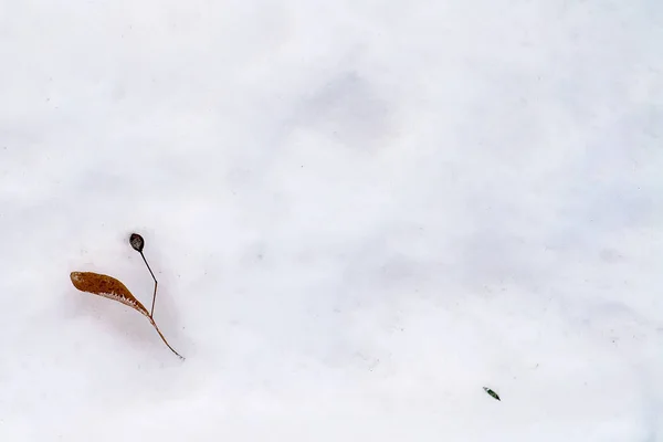 Sementes Madeira Deitada Sobre Neve Branca Neve Branca Com Sementes — Fotografia de Stock