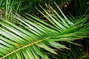 Hurma yaprağı arka plan doku. Seçici odak