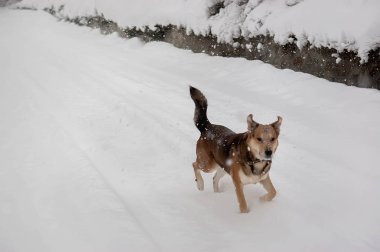 Evsiz köpek kar yağıyordu kış parkta yalnız. Seçici odak.