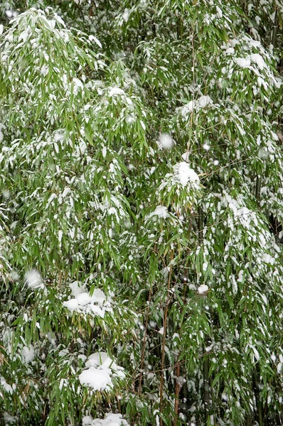 Tidigt Snöfall Trädgården Gröna Blad Vintergrön Bambu Täckta Med Snö — Stockfoto