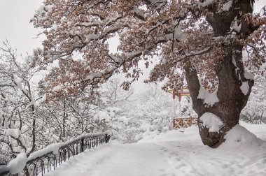 Kış manzarası. Meşe ağacı unblown brown ile bir karla kaplı park arka planı bırakır. Seçici odak