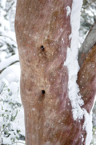 Sycamore Oude Boomstam Winter — Stockfoto