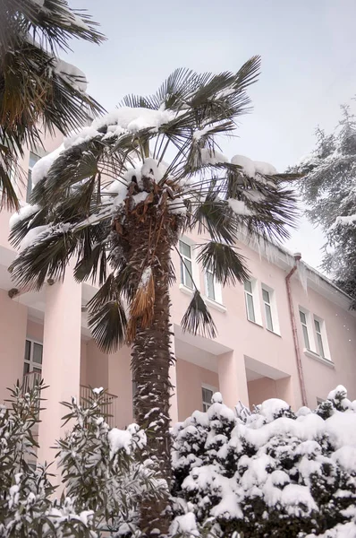 Sneeuwval Het Park Palmbomen Onder Sneeuw Het Ongewoon Koude Weer — Stockfoto
