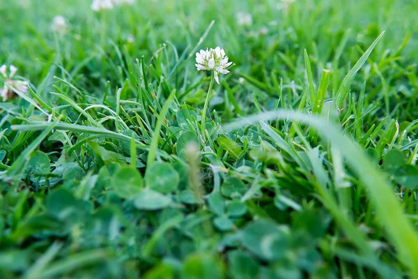 Белый клевер в зеленой траве — стоковое фото