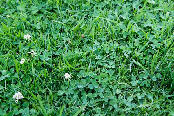 Trevo branco na grama verde — Fotografia de Stock