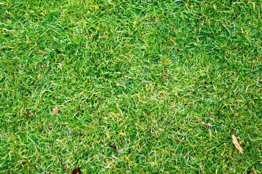 yeşil çim sorunsuz doku