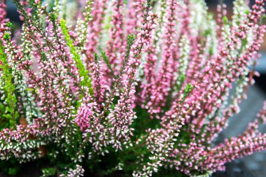 Ortak heather, Latince Adı - Calluna vulgaris
