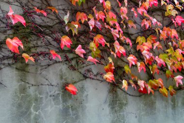 bitki duvara tırmanma