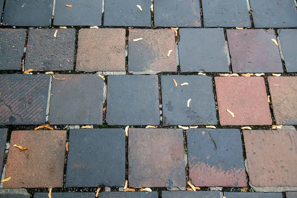 Cobblestone pavement with yellow leaves