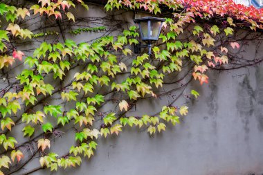 Duvarda fener ile tırmanma tesisi