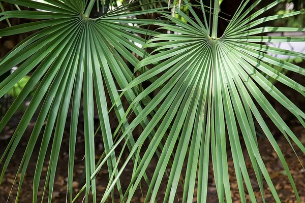 Orman palmiye yaprakları