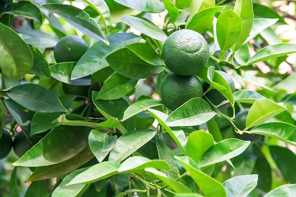 Laranjas verdes frescas na árvore — Fotografia de Stock