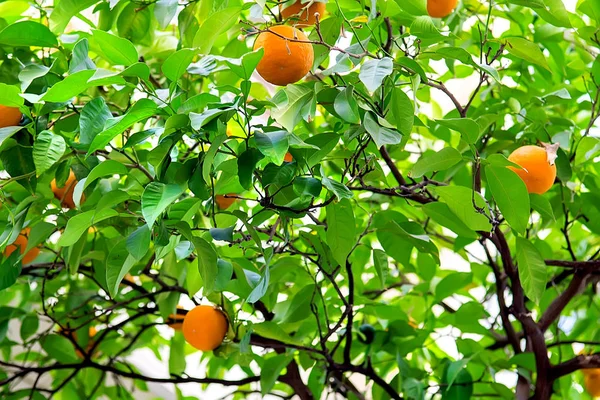Свіжі апельсини на дереві — стокове фото