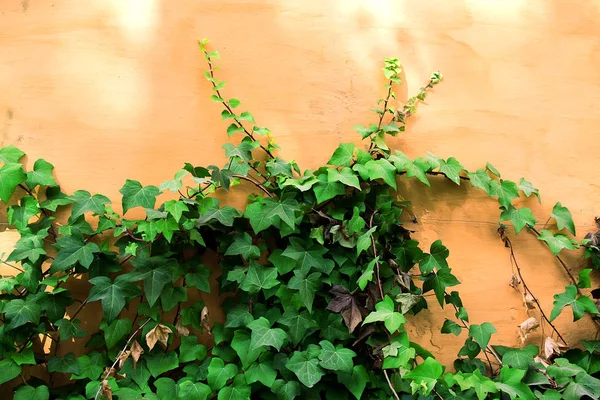 Arka Plan Eski Turuncu Duvar Sarmaşık Yaprakları Seçici Odaklama — Stok fotoğraf
