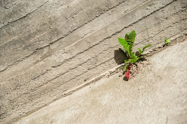 Filiz çimento duvardan yetişir — Stok fotoğraf
