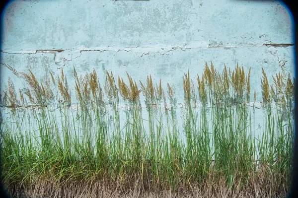 Grünes Gras mit weißer Mauer — Stockfoto