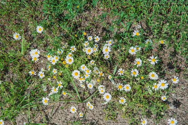 Daisy Kamilla virág háttér — Stock Fotó
