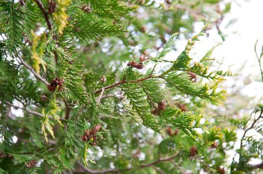 Selvi dalları arka plan için kapat