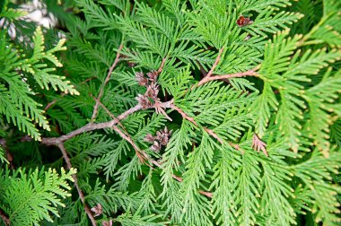 Selvi dalları arka plan için kapat