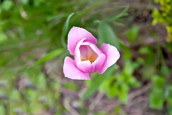 Maková fotografie přírodní Tulipán. — Stock fotografie