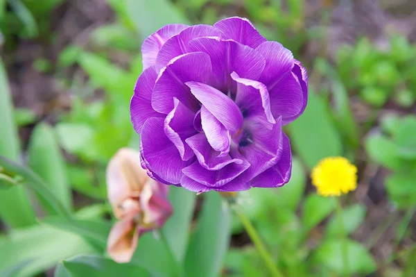 Μακρο φωτογραφία φύση λουλούδι τουλίπα. — Φωτογραφία Αρχείου