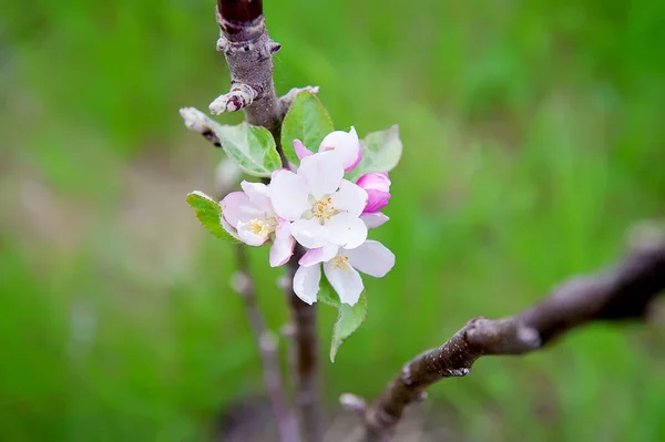 Branch of apple blossoms — Stock Photo, Image