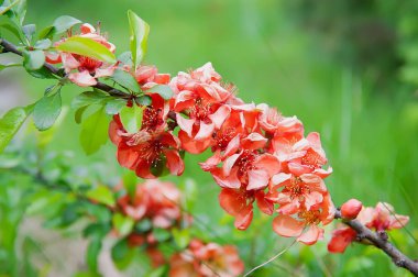 Güneşli bir günde yeşil arka planda elma ayva.