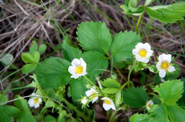 Yaprakları ile çilek Çiçekli çalı