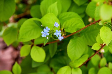 Beni unutma, kalp şeklinde küçük çiçekler.