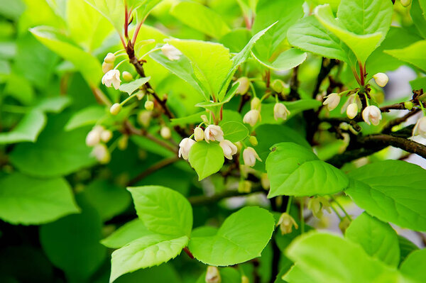 Schizandra plant blossoms