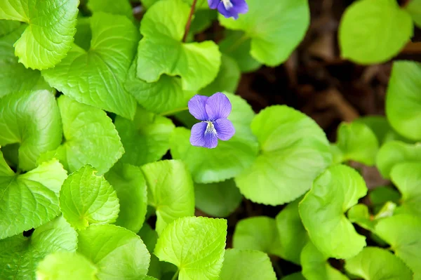 Violet flower blooming in spring — Stock Photo, Image