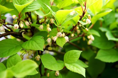 Schizandra bitki çiçekleri