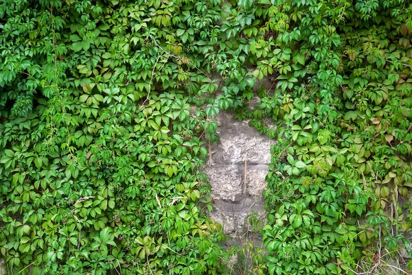 Eski Taş Duvarda Yeşil Üzümler Var Seçici Odak — Stok fotoğraf