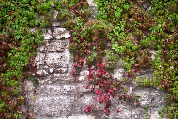 老石墙上的绿色野葡萄 有选择的重点 图库图片