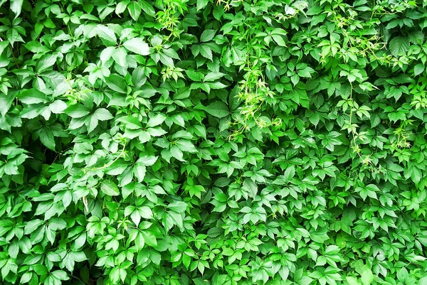 Yeşil Üzümler Arka Plan Doku Seçici Odak — Stok fotoğraf