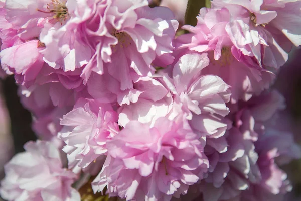 Μαλακή Εστίαση Άνθος Κεράσι Λουλούδι Sakura Στο Φόντο Της Φύσης — Φωτογραφία Αρχείου