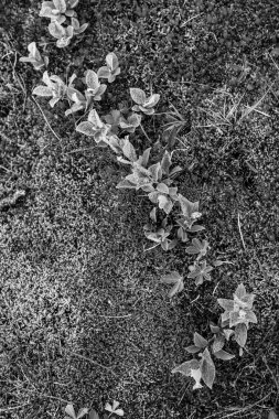 İzlanda yosunu volkanik kayaları kaplar