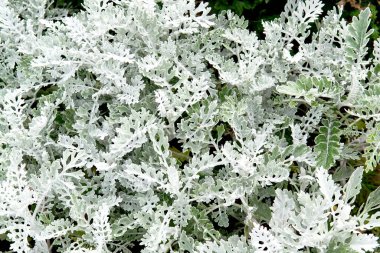 Makro renkte gri yeşil sinerarya yaprakları. Egzotik tozlu değirmenci fabrikasına yakın çekim. Cineraria maritima 'nın doğal arka planı.