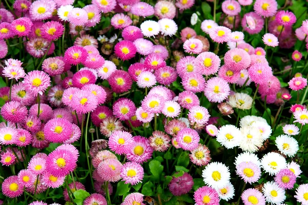 Gyönyörű Természet Jelenet Virágzó Százszorszép Virágokkal Szelektív Fókusz — Stock Fotó